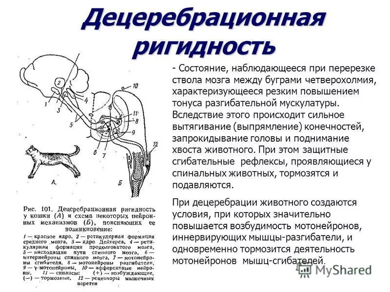 поражение переднего корешка спинного мозга