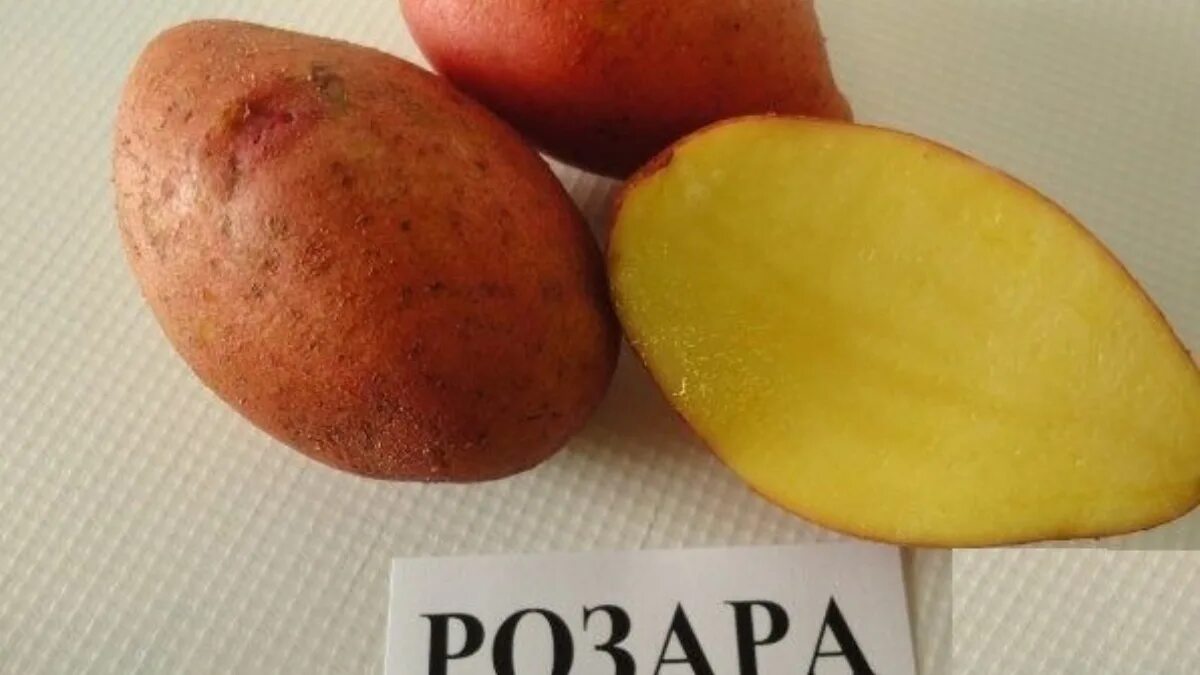 Розара картофель купить описание сорта