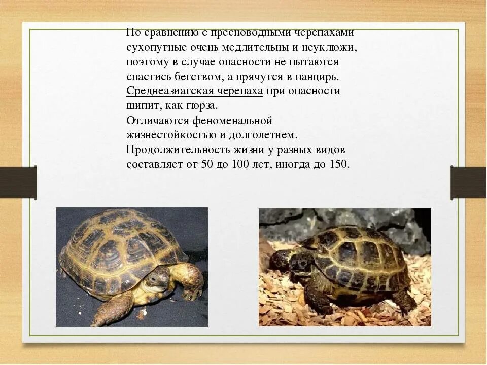 Почему люди содержат дома черепах. Проект среднеазиатская сухопутная черепаха. презентация на тему черепахи. презентация сухопутные черепахи. описание черепахи.