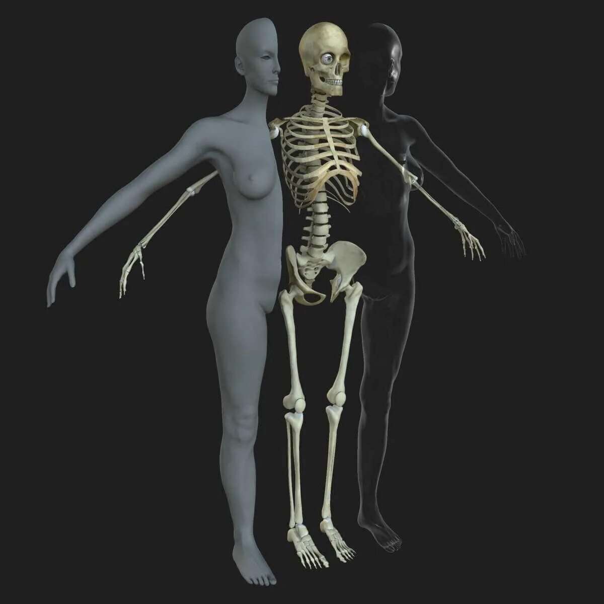 Женский скелет. Мужской скелет. Женский скелет человека. Женский скелет анатомия. Мужской и женский скелет