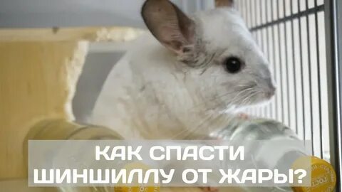 Шиншилла характер