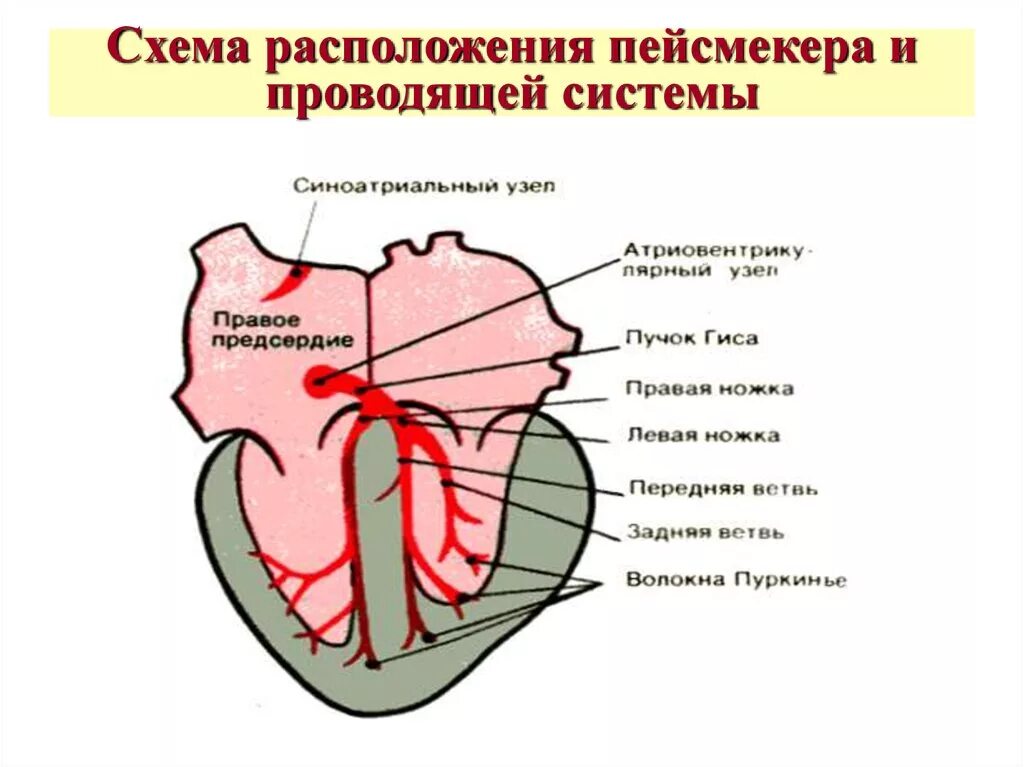 Проводящая система сердца пейсмейкеры. Клетка-пейсмейкер проводящей системы сердца. Пейсмейкер это физиология сердца. Проводящая система сердца схема водители ритма.
