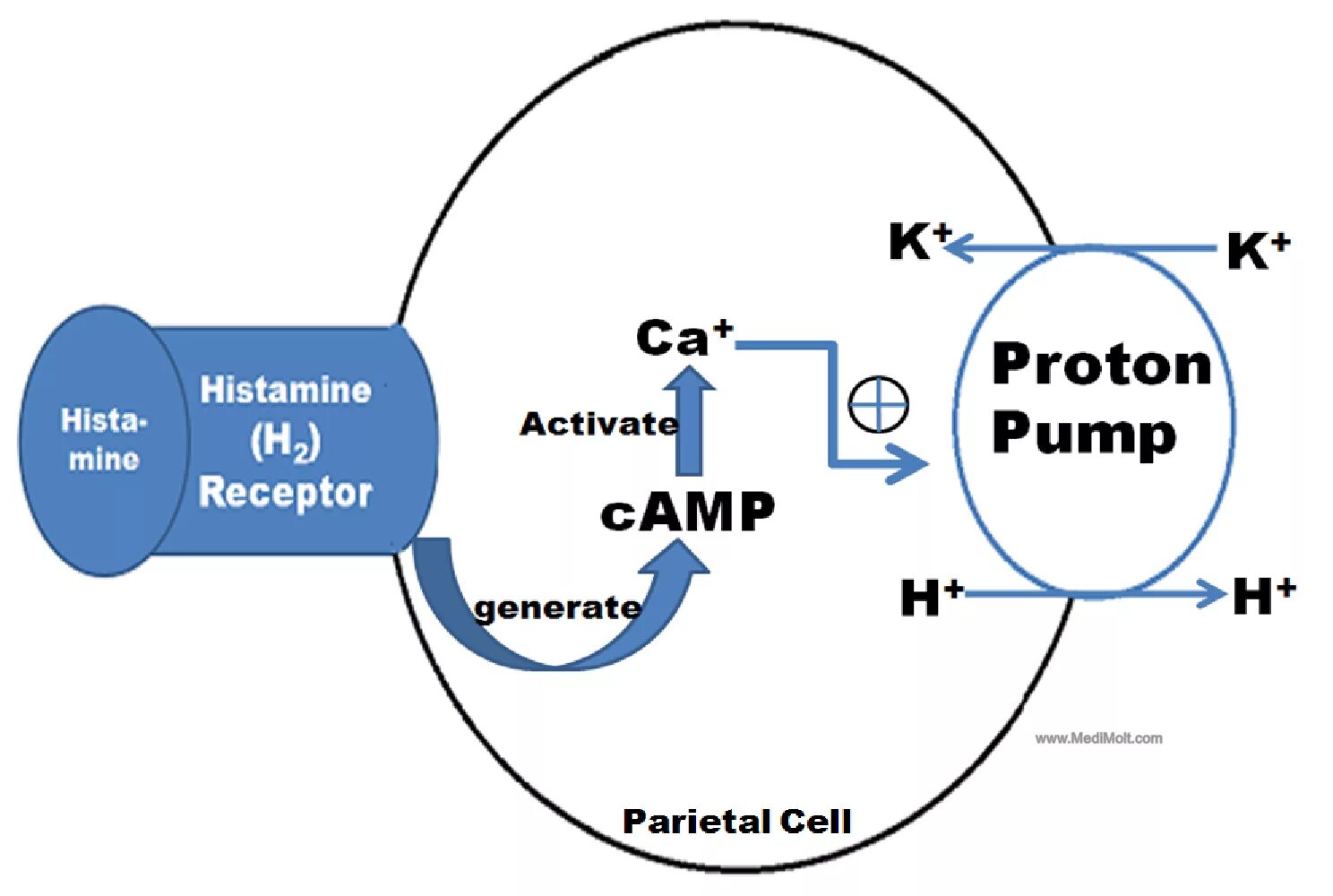 Гистамин 1. Warfarin mechanism of action. h2 рецепторы. beta 2 adrenergic receptors mechanism of action. кофе и гистамин.