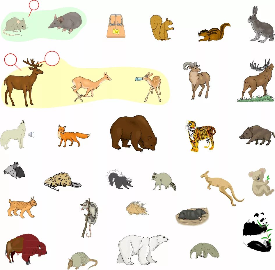 Какие животные можно показать. Множество животных. Млекопитающие домашние животные. Разные животные на одной картинке. Много зверей.