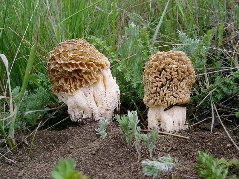 Сморчок степной. Гриб сморчок Степной. Степной сморчок Morchella steppicola. Сморчок полевой. Сморчок Луговой.