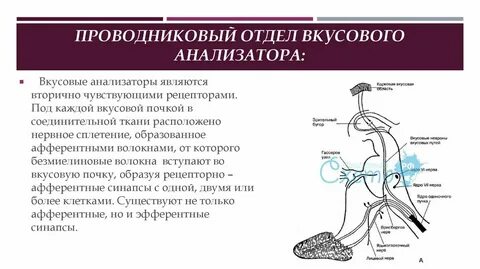 Проводниковый отдел вкусовой системы