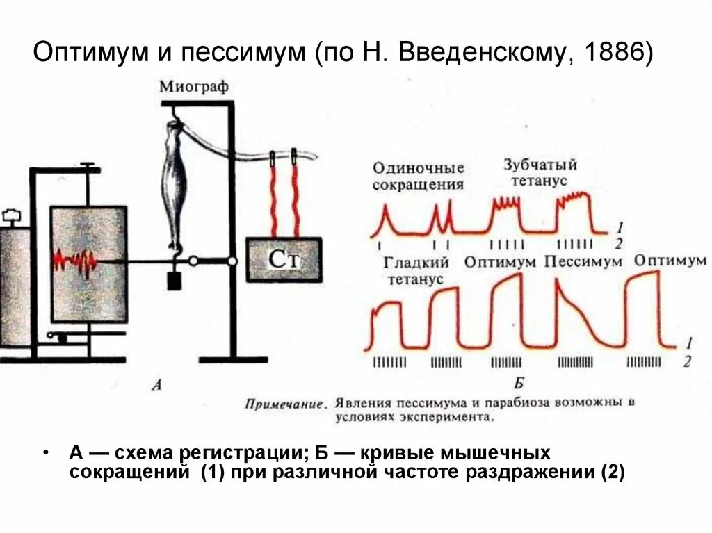 Оптимум и пессимум частоты раздражения. Оптимум и пессимум частоты раздражения скелетной мышцы. введенский оптимум и пессимум. оптимум и пессимум частоты раздражения по н.е.введенскому. явление оптимума и пессимума частоты и силы раздражения.