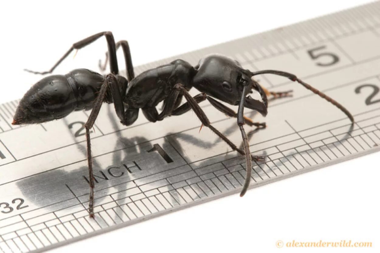 Сколько муравей в мире. Муравей Dinoponera. Динопонера гигантская муравей. Динозавровый муравей (динопонера гигантская). Самый большой муравей гигантская динопонера.