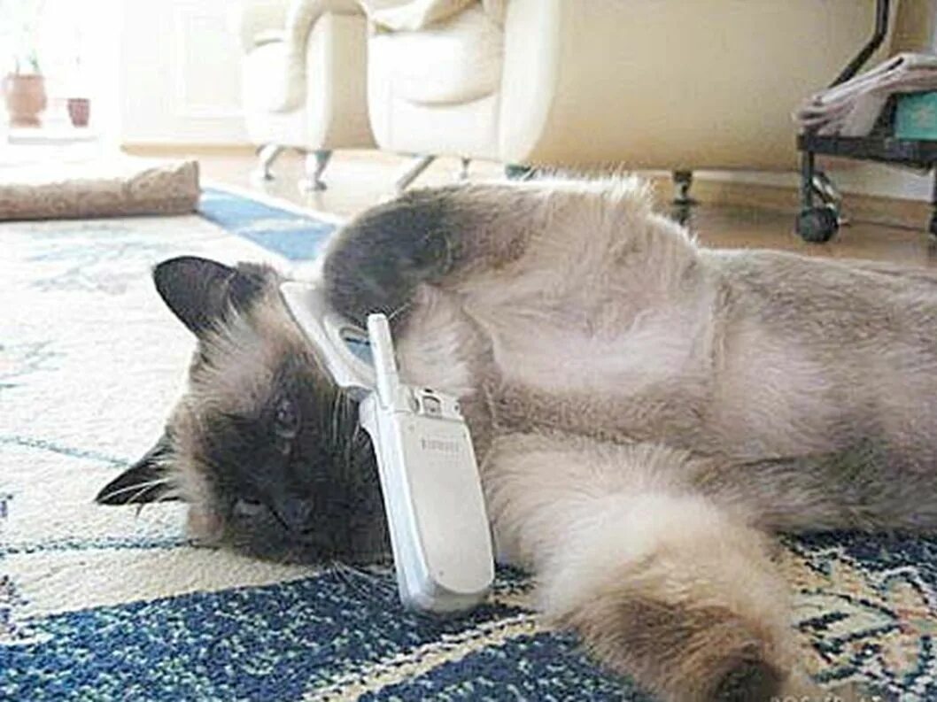 Кот говорит алло. Кошка с телефоном. Смешные фото с телефоном. Коту скучно. Кот алё.