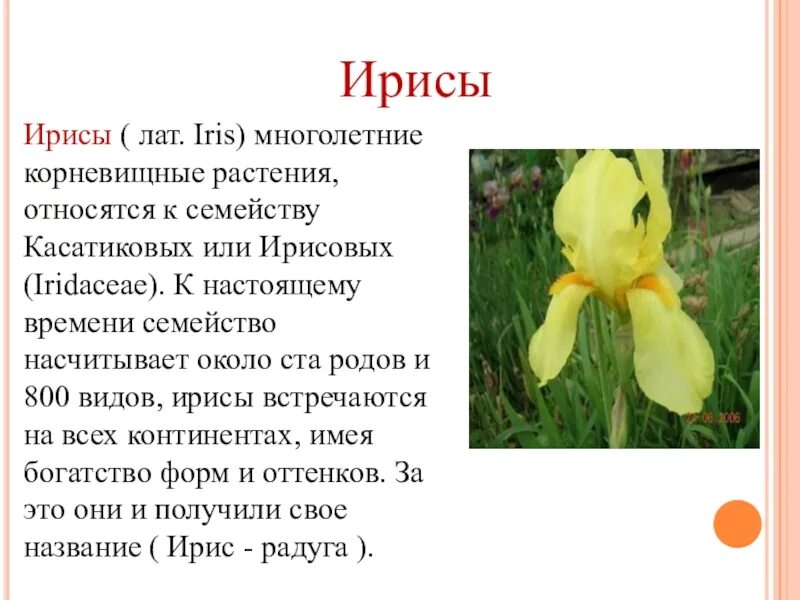 Ирисы цветы описание. Описание ириса цветка. Ирис описание растения. Ирис растение значение