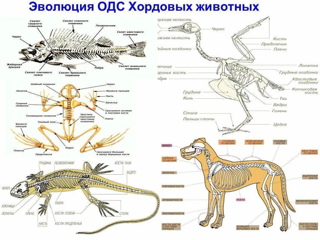 Какая опорно двигательная система у млекопитающих. Схема Эволюция опорно двигательной системы животных. Эволюция опорно-двигательной системы животных таблица. Эволюция ОДС хордовых животных. Эволюция опорно-двигательной системы позвоночных.