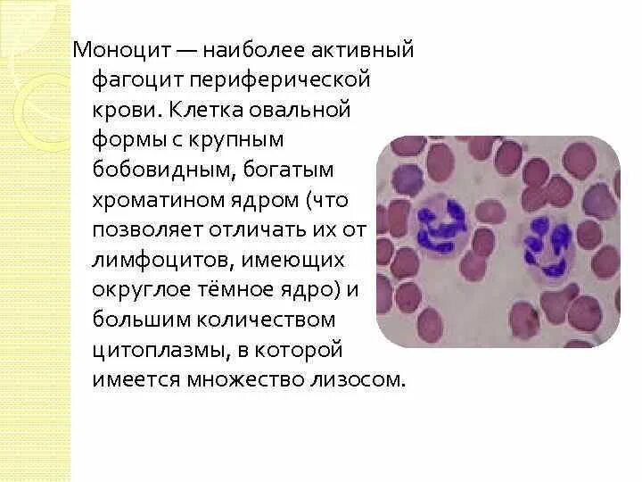 Макрофаги крови моноциты. Моноциты клетки. Моноциты строение. Моноциты функции. Элементы крови способные к фагоцитозу