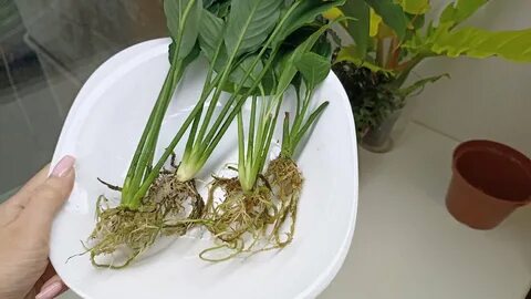 Можно ли пересаживать спатифиллум осенью