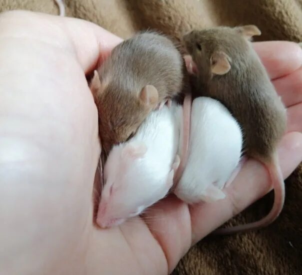 Сатиновые мышки. Отличие хомяка от мыши. Питомник сатиновых крыс. Различия мыши от хомяка.