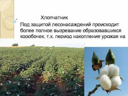 Коробочка образуется на
