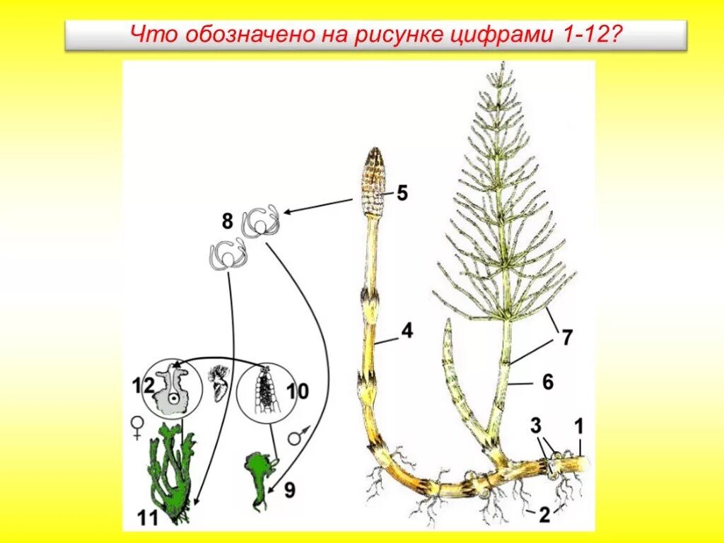 Клетки зародыша хвоща. Жизненный цикл хвоща полевого. Цикл развития плауна и хвоща. Цикл развития хвощевидных. Цикл развития хвоща полевого.