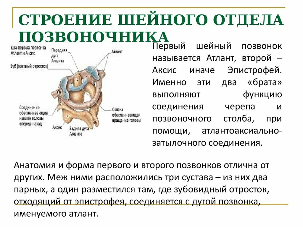 Особенности строения шейных позвонков. Шейный отдел позвоночника анатомия и функция. Шейный отдел позвоночника анатомия кратко. Шейный отдел позвоночника строение и функции позвонков.