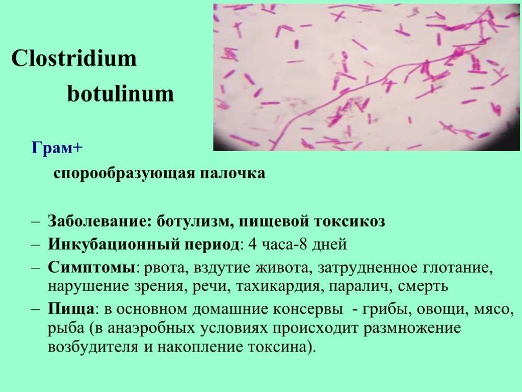 Палочка вызывающая болезнь. Ботулиническая палочка clostridium botulinum это. clostridium perfringens микробиология. клостридии ботулизма морфология. клостридии ботулизма ( clostridium botulinum ) ботулизм.