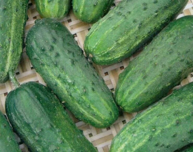 Огурцы. Большой огурец. Какой по вкусу огурец. Урожайные огурцы. Огуречные форумы.