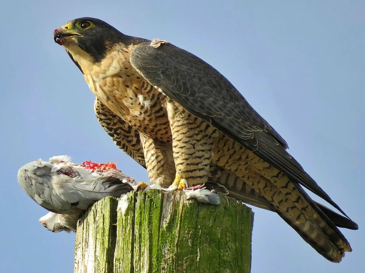 Сапсан Falco peregrinus. Хищные птицы Сокол Сапсан. Сокол Сапсан Шахин. Крымский Сокол Сапсан. Fastest bird