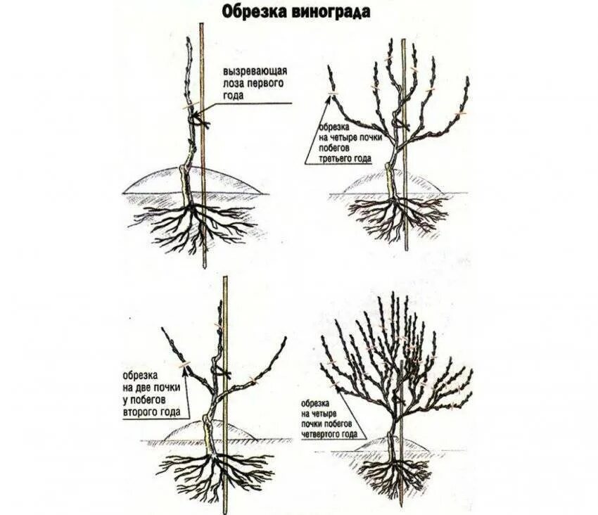 Почему плохо плодоносит. Обрезка побегов винограда. Обрезка лозы винограда. Схема обрезки винограда весной. Обрезка саженца винограда.