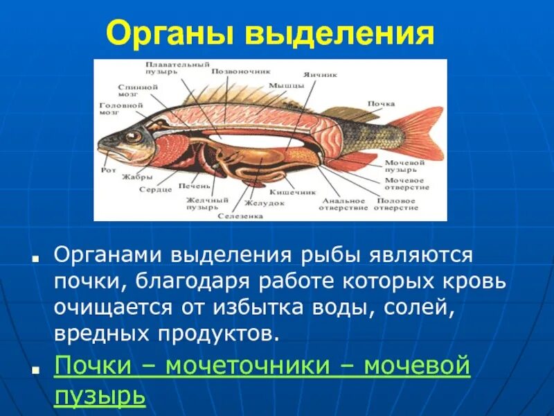 Внутреннее строение рыбы выделительная система. Выделительная система рыб 7 класс биология. Выделительная система рыб представлена. Строение выделительной системы рыб. Жизнедеятельность рыб 7 класс