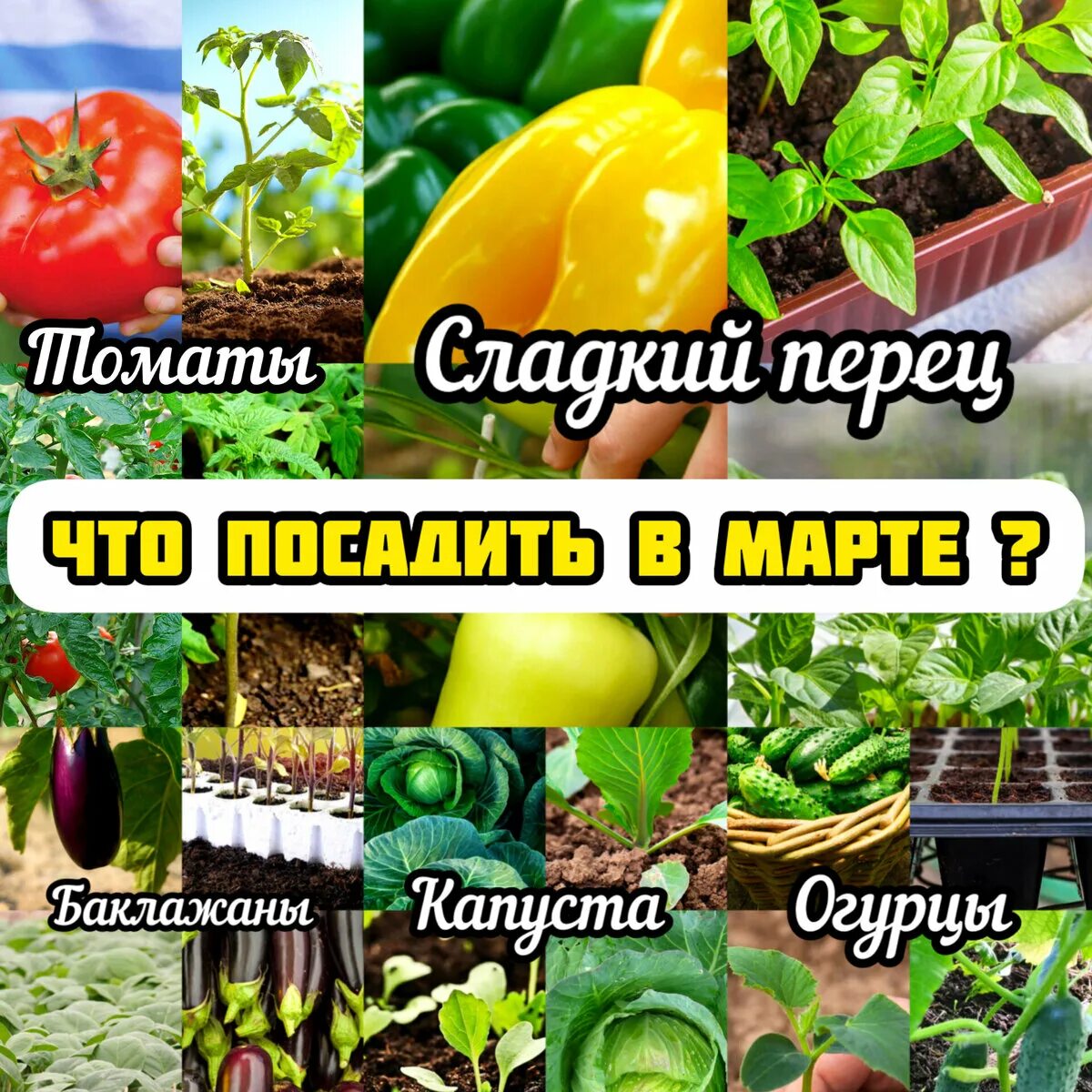 Удачные дни в марте для посева томатов. Календарь посадки рассады. посадка томатов на рассаду в марте. посев томатов в марте благоприятные. благоприятные дни для посадки томатов в марте.