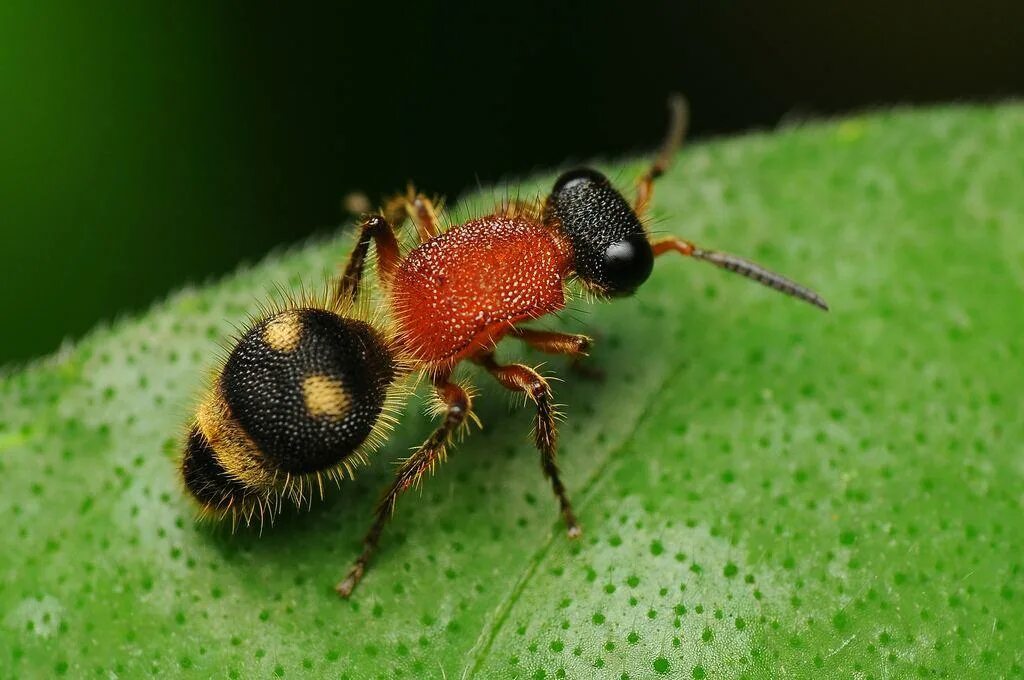 К бескрылым насекомым относятся. Оса немка или бархатный муравей. Mutillidae осы. Осы-немки (Mutillidae). Оса бархатный муравей.