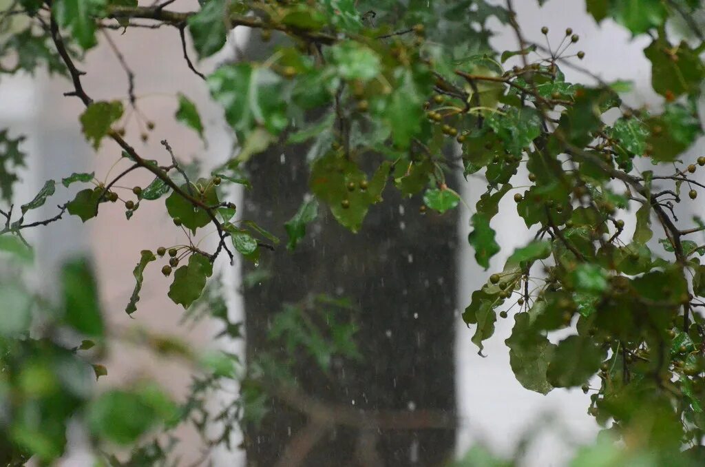 Дожди на дальнем востоке. На дальнем востоке дожди имеют большое значение.