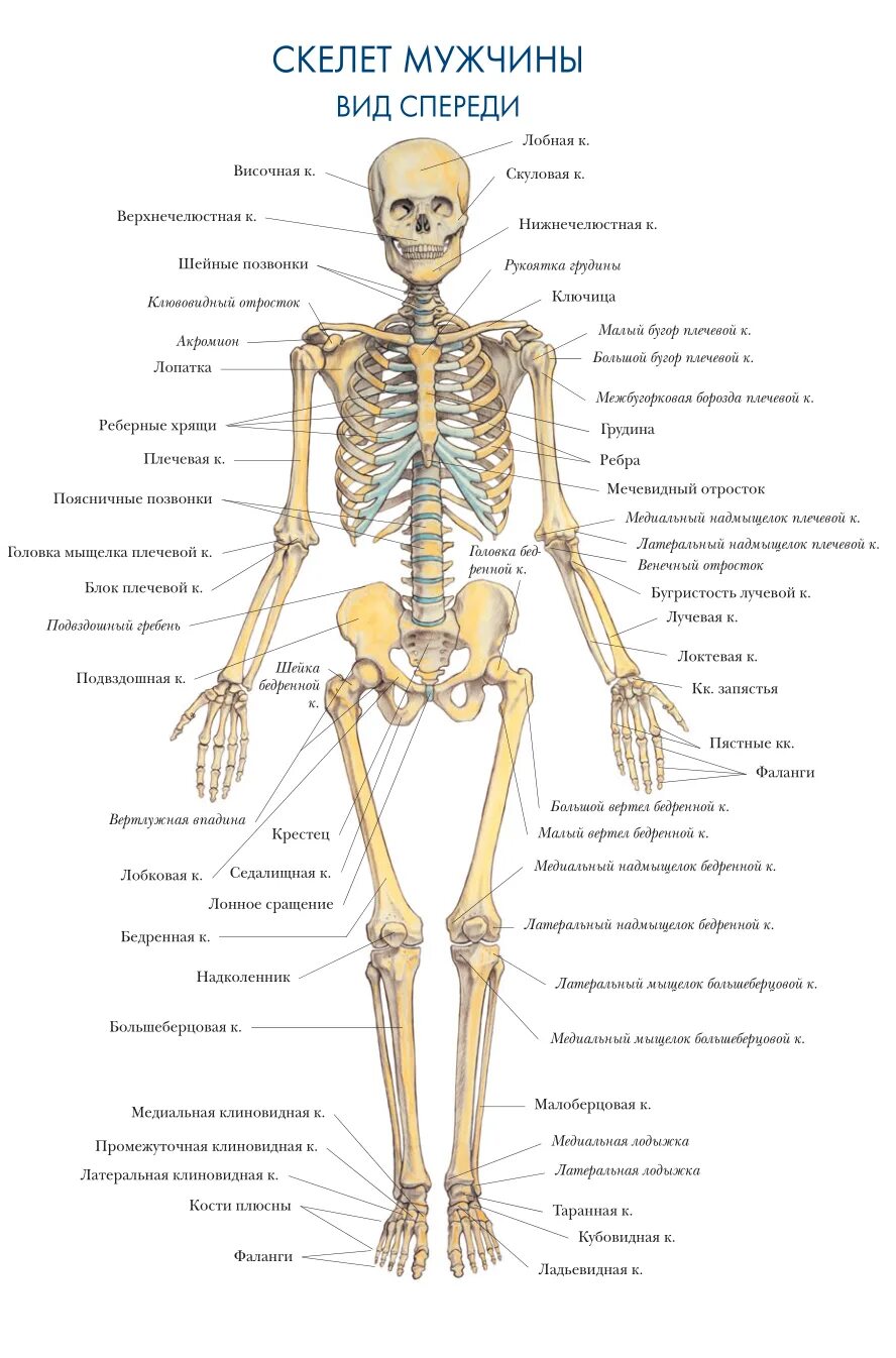 Строение скелета спереди. Система костей человека скелет. Строение скелета человека анатомия. Скелет человека спереди с названием костей. Назовите указанные кости
