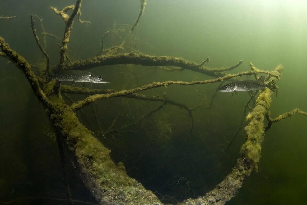 На дне водоема обитает. Коряга под водой. Дно озера. Река под водой. Коряга в воде.