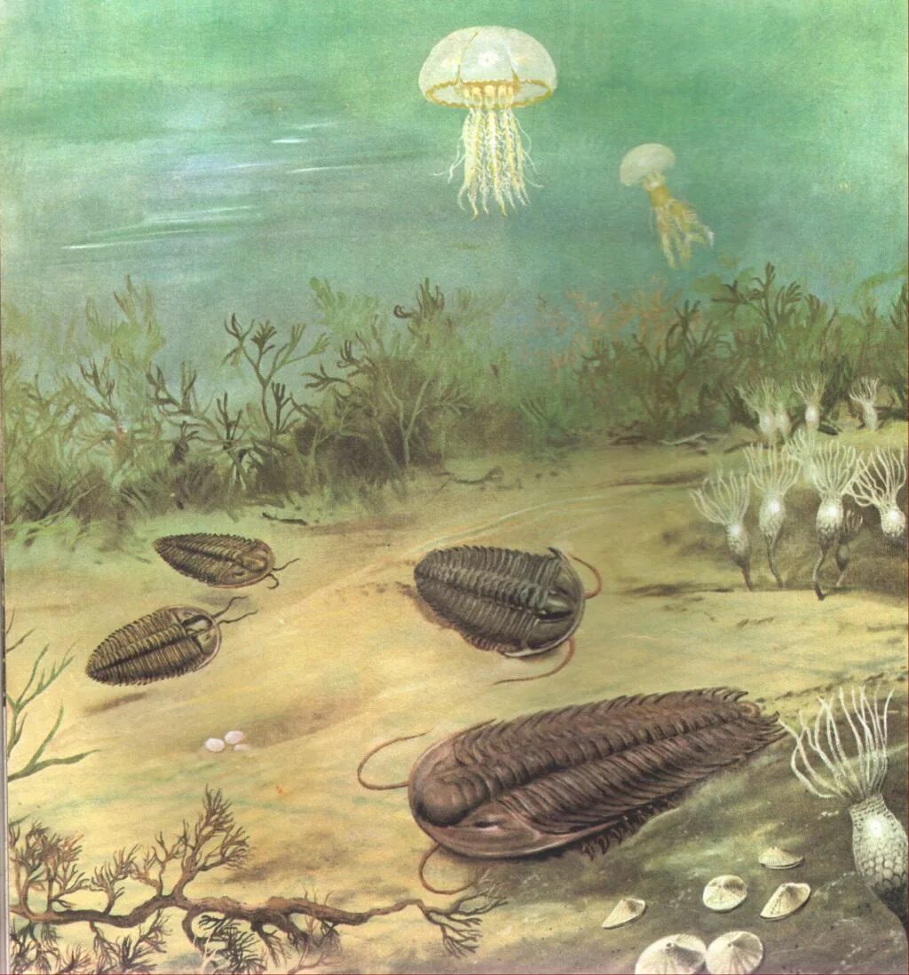 Какая эра палеозойская. Морские моллюски и трилобиты достигли наибольшего расцвета в эру. В какую эру появились морские Членистоногие трилобиты. В какую эру существовали трилобиты.
