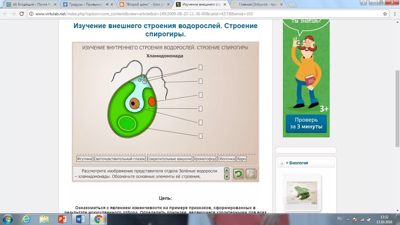 Лабораторная водоросли. Строение хламидомонады 7 класс биология лабораторная. Лабораторная работа изучение строения водорослей. Внешнее строение водорослей. Лабораторная работа строение одноклеточных водорослей.