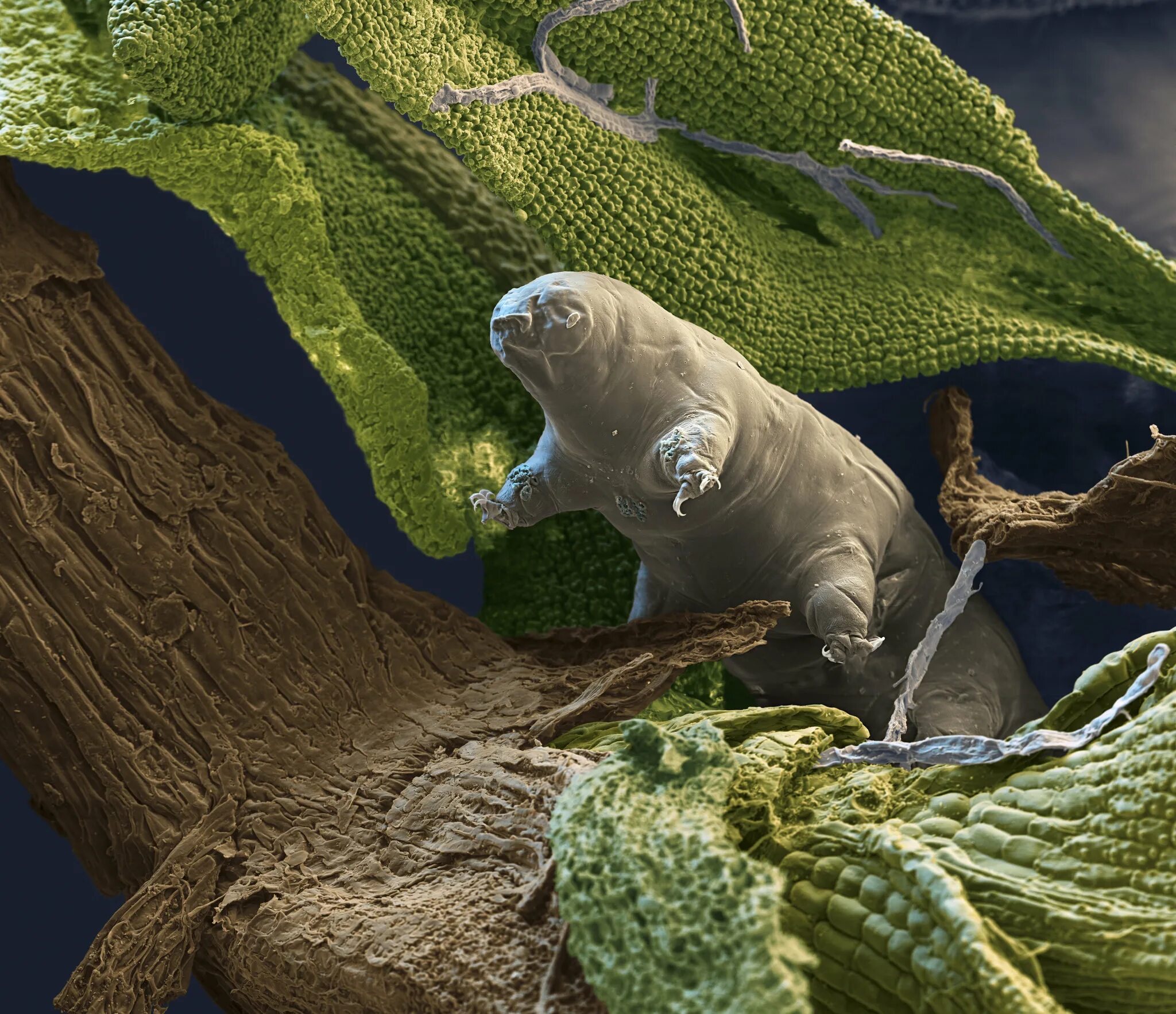Тихоходка. ДНК тихоходки. Тихоходка (Tardigrada). Водяной медведь тихоходка. Существо живущие в телефоне