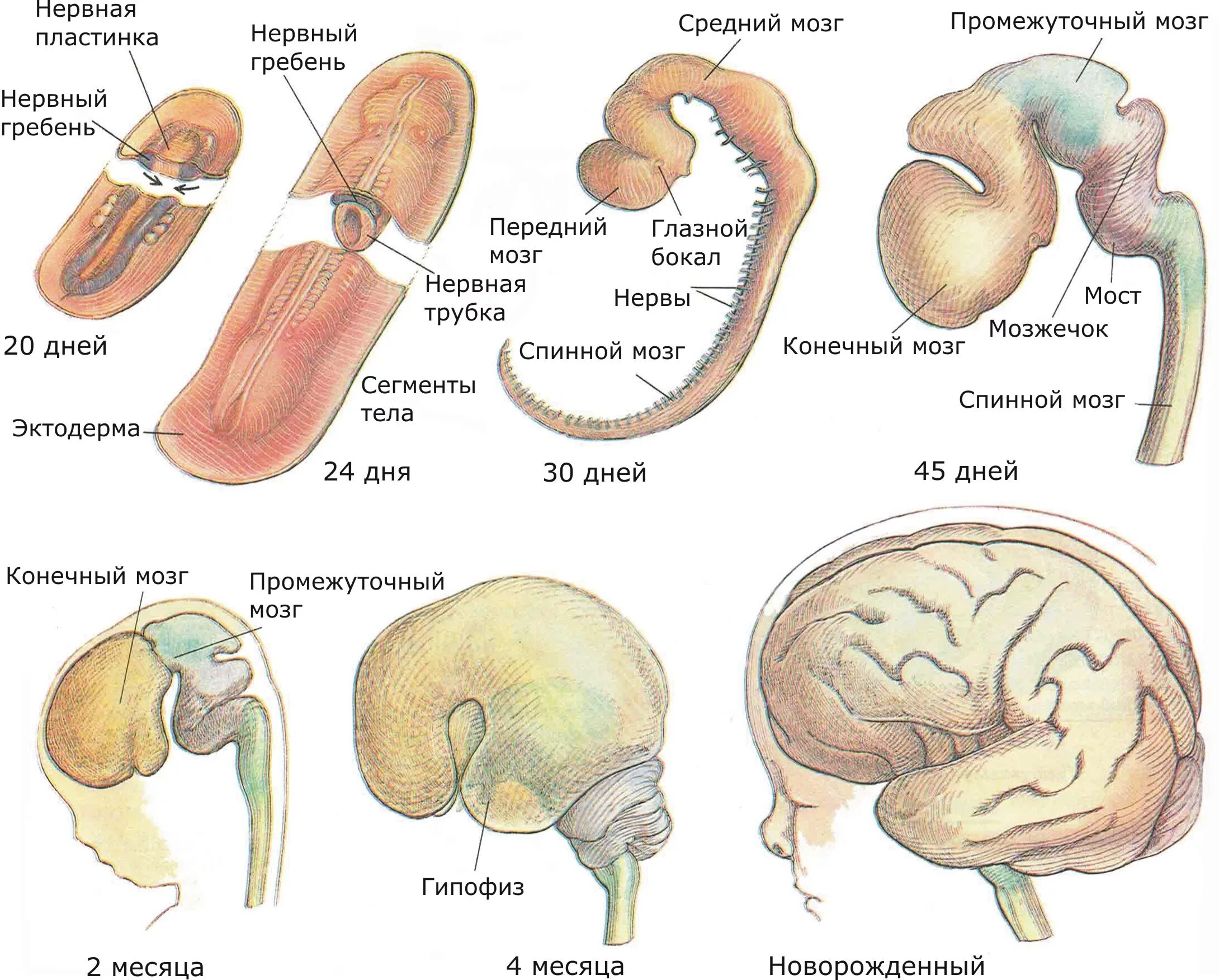 Эмбриогенез мозга человека. Эмбриогенез нервной системы плода. Эмбриональное развитие ЦНС. Этапы развития головного мозга схема. Фронтальная схема развития головного мозга человека.