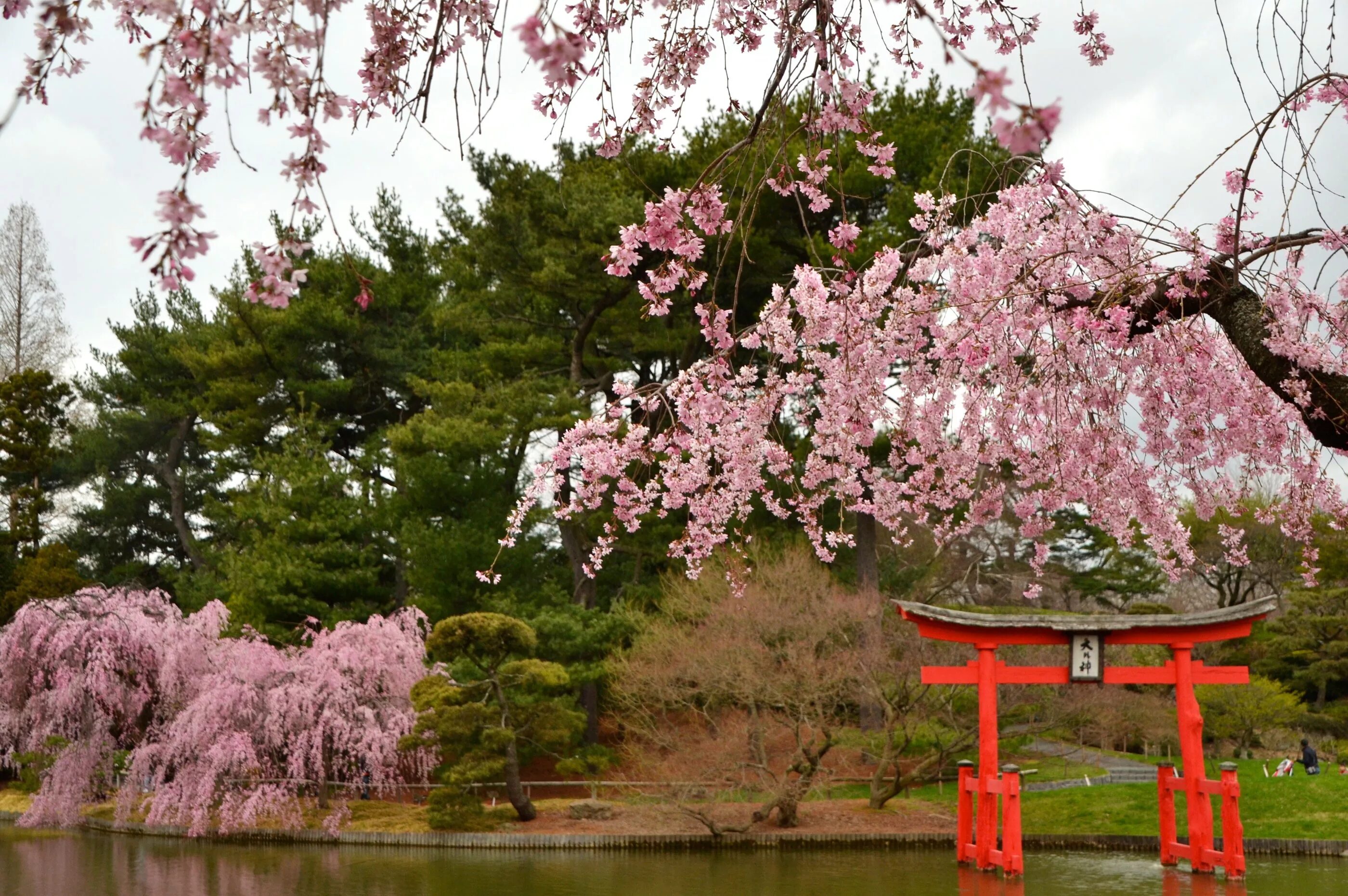 Сакура Тайхаку. Японский сад цветение Сакуры. Японский сад Мрия Сакура. Цветение Сакуры в Японии сады.
