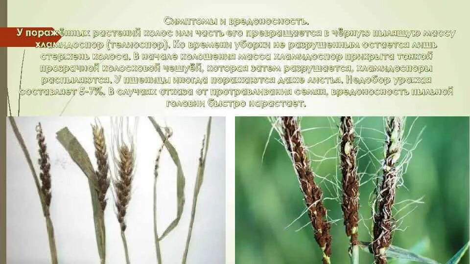 Запись колоса