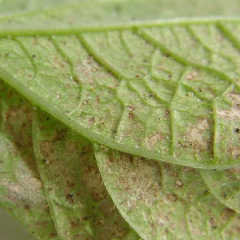 как выглядит клещ на растениях. красный обыкновенный паутинный клещ;. вредители комнатных растений паутинный клещ. вредители паутинный клещ. паутинный клещ на петунии.