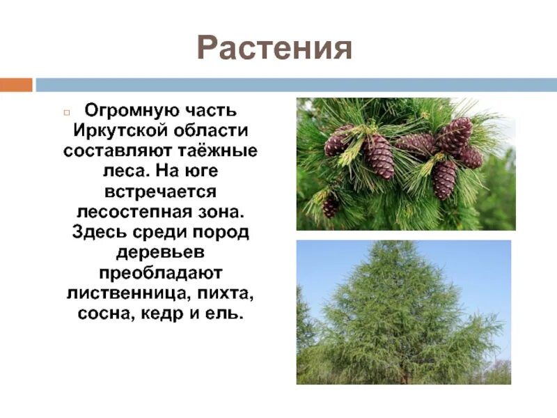 В растительном покрове преобладают хвойные породы деревьев