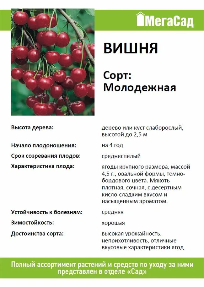 Черешня характеристика. Сорт черешни ипуть. Черешня характеристика. Черешня характеристика. Вишня быстринка дерево.