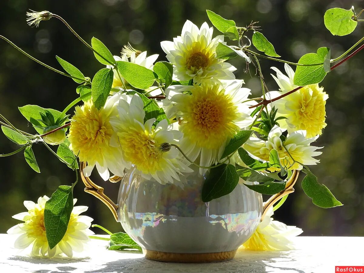 утренние фото цветов. утренние фото цветов. жасмин цветок букет. цветы хризантемы с добрым утром. красивые натбрмортыс цветами.