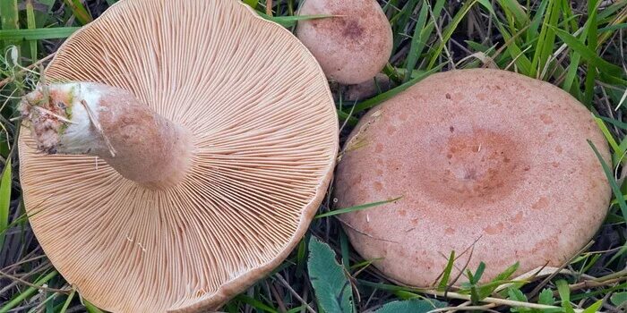 Млечник серо-розовый lactarius helvus. Млечник гриб гладыш. Белый млечник пластинчатый гриб. Съедобные млечники фото. Млечник гигрофоровидный.