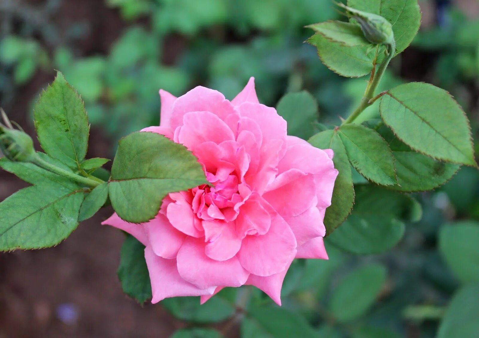 Esmeralda rose. Esmeralda rose. Esmeralda rose. Esmeralda rose. Esmeralda rose.