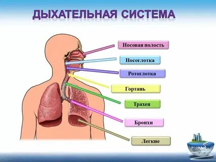 Правильная последовательность выдоха