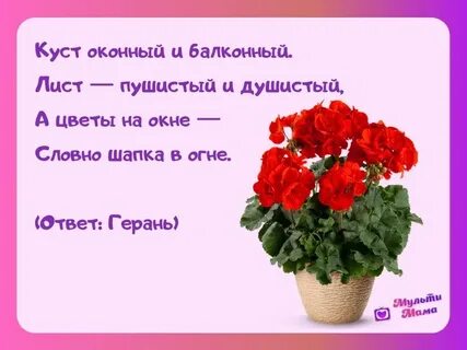 Загадки про комнатные растения для детей