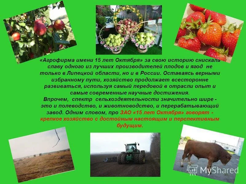 ботаник агрофирма логотип. агрофирма имя. колбаса зельцер агрофирма выселки. зао агрофирма 15 лет октября липецкая область лебедянский район. агрофирма имя.