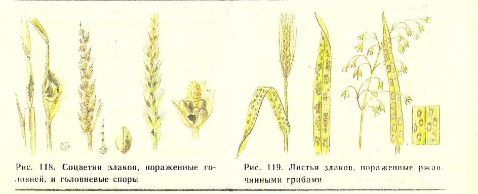 Соцветие злаковых. Соцветия злаков растений. Семейство злаковые соцветие. Соцветие злаков пораженные головневыми грибами.