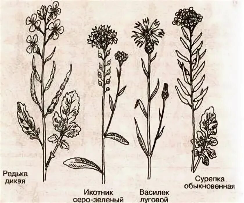 Крестоцветные. Семейство крестоцветные строение цветка. Кроссворд семейство крестоцветные. Крестоцветные растения околоцветник