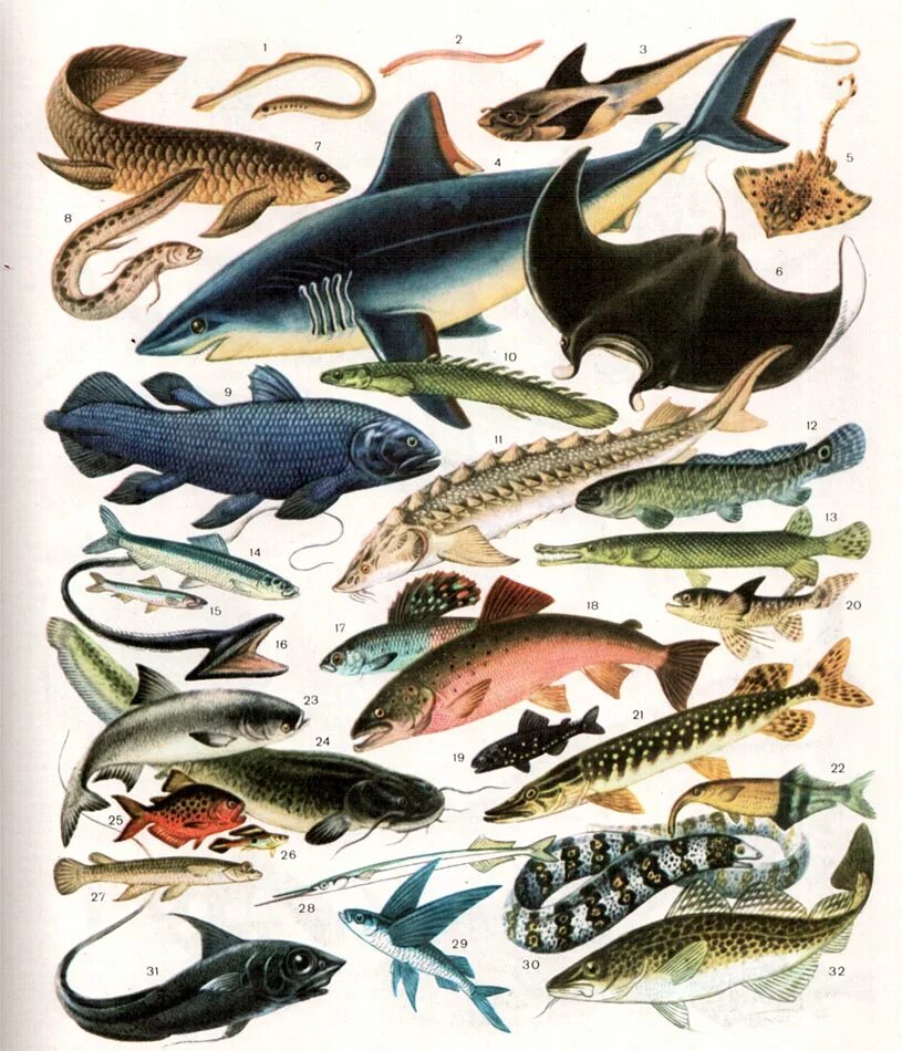 Промысловые группы рыб. Разнообразие рыб. Морские рыбы разнообразие. Морская Промысловая рыба. Многообразные рыбы.