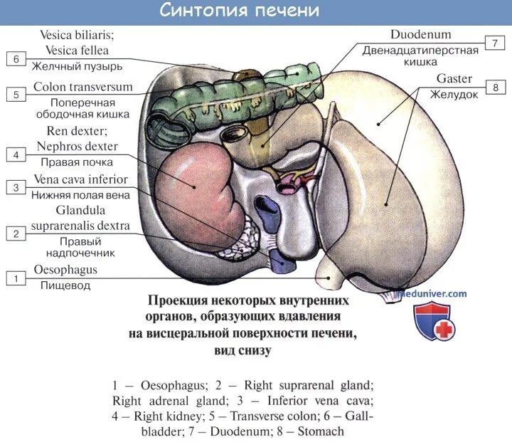 Связки висцеральной поверхности. Строение печени диафрагмальная поверхность. Висцеральная поверхность печени синельников. Связки висцеральной поверхности. Вдавления левой доли печени.